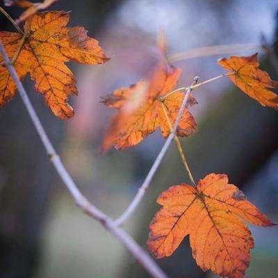 快三彩票app平台官方下载